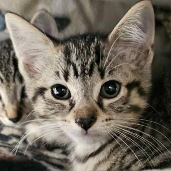Apple Jack -  Domestic Short Hair Cat for Adoption in Schenectady, New York - Apple Jack | PetCurious