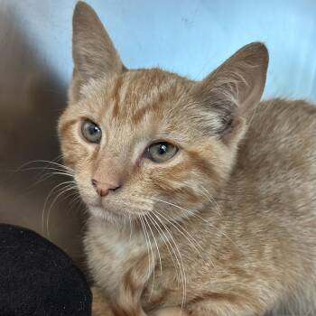 Bullpen -  Domestic Short Hair Cat for Adoption in Matteson, Illinois - Bullpen | PetCurious