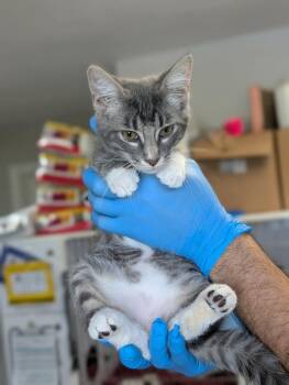 Erbert -  Domestic Short Hair Cat for Adoption in Bolivar, Missouri - Erbert | PetCurious