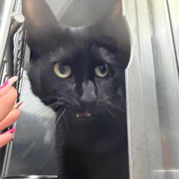 Lady -  Domestic Short Hair Cat Available for Adoption in Blairsville, Georgia - Lady | PetCurious