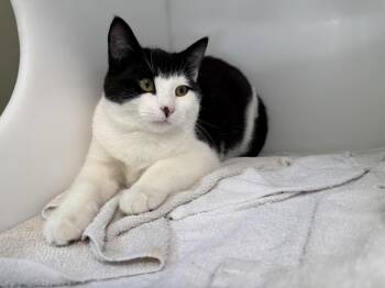 Domestic Short Hair Cats Available for Adoption in Delson, Quebec - Twist | PetCurious