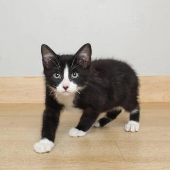Key C69821 -  Domestic Short Hair Cat for Adoption in Minnetonka, Minnesota - Key C69821 | PetCurious