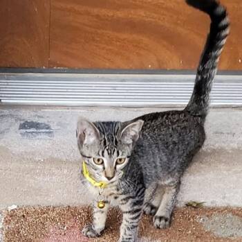 Shy -  Domestic Short Hair Cat for Adoption in Chicago, Illinois - Shy | PetCurious