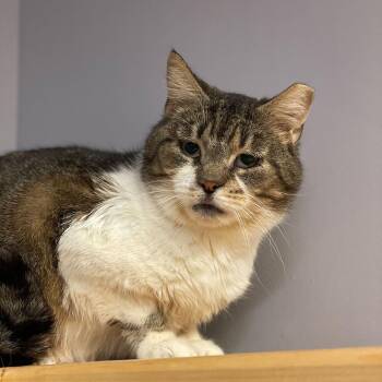 Domestic Short Hair Cats Available for Adoption - Laverne | PetCurious