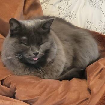 Rescue Nebelung Cats for Adoption in Brampton, Ontario - Kishmish | PetCurious