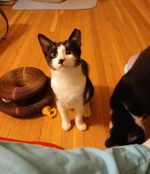 Rescue Domestic Medium Hair and Tuxedo Cats for Adoption in Houston, Texas - Dewey | PetCurious