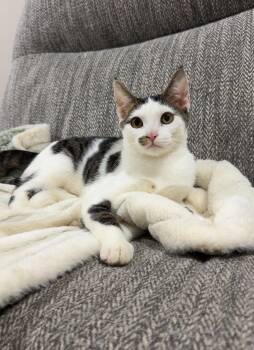 Berry -  Domestic Short Hair Cat for Adoption in Nashville, Tennessee - Berry | PetCurious
