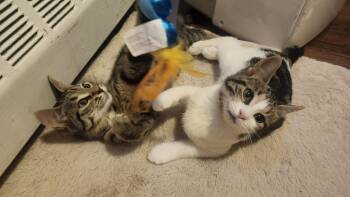 Fish & Tabby -  Domestic Short Hair Cat for Adoption in Brantford, Ontario - Fish & Tabby | PetCurious
