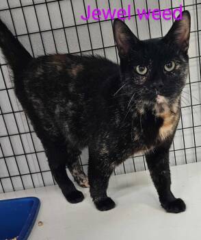 Rescue Domestic Short Hair Cats for Adoption in Republic, Missouri - Jewel Weed | PetCurious