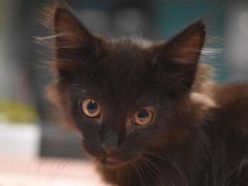 Riddler -  Domestic Medium Hair Cat for Adoption in Portland, Oregon - Riddler | PetCurious