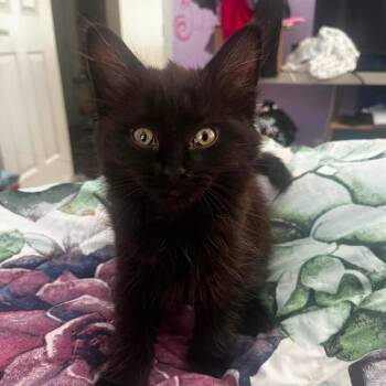 Domestic Long Hair Cats Available for Adoption in Fredericksburg, Virginia - Defender Of The Nifty | PetCurious