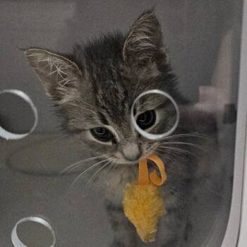 Cozmo -  Domestic Short Hair Cat for Adoption in Columbus, North Carolina - Cozmo | PetCurious
