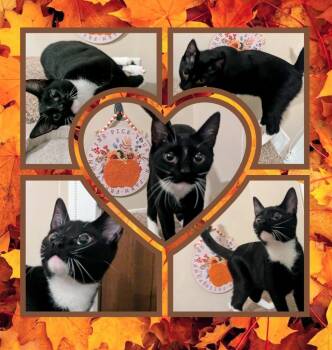 Rescue Domestic Short Hair Cats for Adoption in Grovetown, Georgia - Sasha | PetCurious