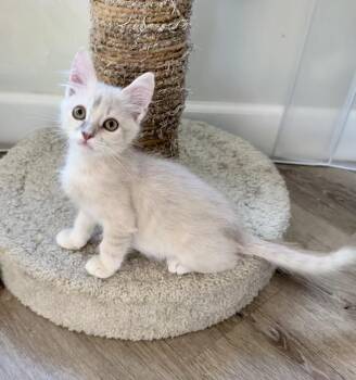 Buffy -  Domestic Short Hair Cat for Adoption in West Palm Beach, Florida - Buffy | PetCurious