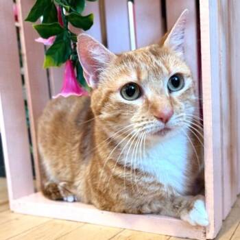 Avril Taylor -  Tabby and Domestic Short Hair Cat for Adoption in Friendswood, Texas - Avril Taylor | PetCurious