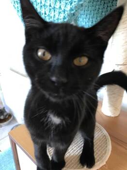 Rescue Domestic Short Hair Cats for Adoption in Arthurette, New Brunswick - Fili | PetCurious