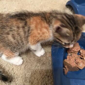 Blossom -  Domestic Short Hair Cat for Adoption in League City, Texas - Blossom | PetCurious