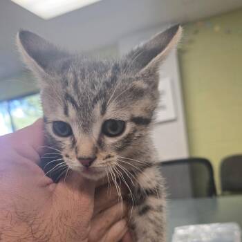 mack -  Domestic Short Hair Cat for Adoption in San Jacinto, California - Mack | PetCurious