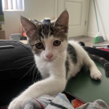 Tagalong -  Domestic Short Hair Cat for Adoption in Davis, California - Tagalong | PetCurious