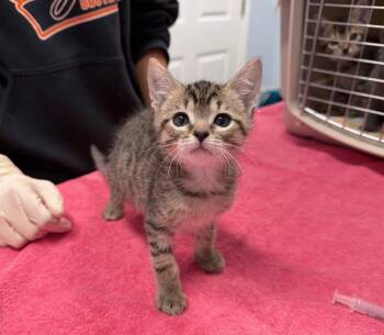 Thrymr -  Domestic Short Hair Cat for Adoption in Raleigh, North Carolina - Thrymr | PetCurious