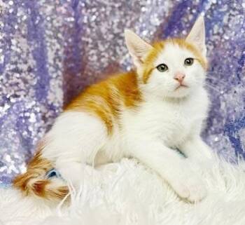 Cacao cannot be any sweeter or cuter - tiny tiny tot - VIDEO -  Turkish Van and Ragdoll Cat for Adoption in Bedford Hills, New York - Cacao Cannot Be Any Sweeter Or Cuter - Tiny Tiny Tot - VIDEO | PetCurious