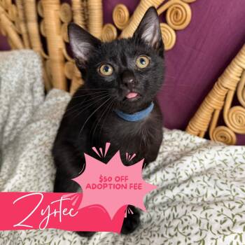 Zyrtec -  Domestic Short Hair Cat for Adoption in Chattanooga, Tennessee - Zyrtec | PetCurious