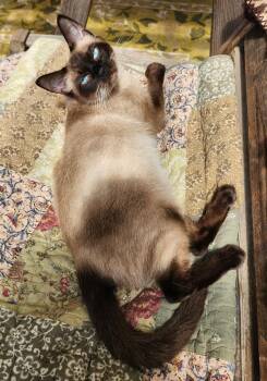 Cocoa -  Siamese and Domestic Short Hair Cat for Adoption in Sechelt, British Columbia - Cocoa | PetCurious