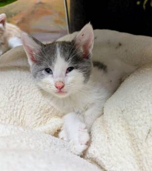 BAGUETTE -  Domestic Medium Hair Cat for Adoption in Frisco, Colorado - BAGUETTE | PetCurious