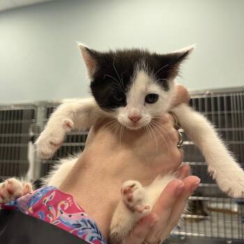 Domestic Short Hair Cats Available for Adoption in Greensboro, North Carolina - Cruella De Vil | PetCurious