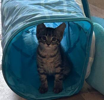Lullaby -  Domestic Short Hair Cat for Adoption in Nacogdoches, Texas - Lullaby | PetCurious