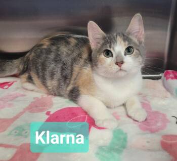 Klarna -  Domestic Short Hair Cat for Adoption in Richmond, Indiana - Klarna | PetCurious