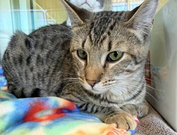 Domestic Short Hair Cats Available for Adoption - Nila | PetCurious