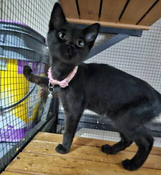June -  Domestic Short Hair Cat for Adoption in Dyersburg, Tennessee - June | PetCurious