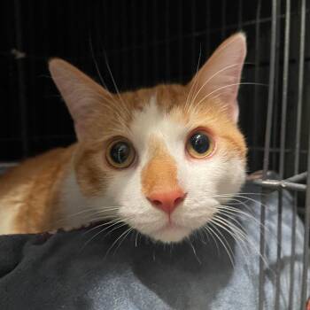 Carson -  Domestic Short Hair Cat for Adoption in Chicago, Illinois - Carson | PetCurious
