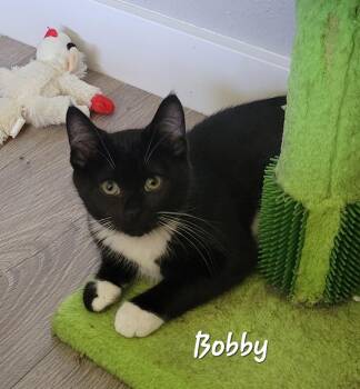 Bobby -  Domestic Short Hair Cat for Adoption in Ephrata, Washington - Bobby | PetCurious