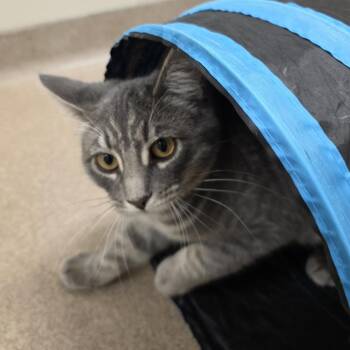 Buggy -  Domestic Short Hair Cat for Adoption in Oshkosh, Wisconsin - Buggy | PetCurious