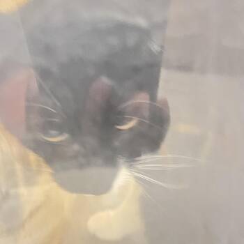 Poopi -  Domestic Short Hair Cat for Adoption in Philadelphia, Pennsylvania - Poopi | PetCurious