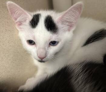 Margot - I AM AT PetSmart Framingham -  Domestic Short Hair Cat for Adoption in East Brookfield, Massachusetts - Margot - I AM AT PetSmart Framingham | PetCurious