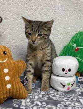 Rescue Domestic Short Hair Cats for Adoption in Pasco, Washington - Jayne | PetCurious