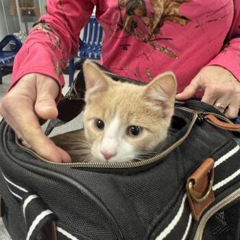 Oliver -  Domestic Medium Hair Cat for Adoption in Des Moines, Iowa - Oliver | PetCurious
