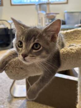 Jiminy -  Domestic Short Hair Cat for Adoption in Vancouver, Washington - Jiminy | PetCurious