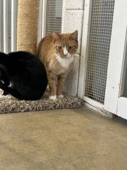 Rescue Domestic Short Hair Cats for Adoption in Ontario, California - Brody | PetCurious