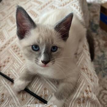 Marshmallow -  Domestic Short Hair Cat Available for Adoption in Chicago, Illinois - Marshmallow | PetCurious