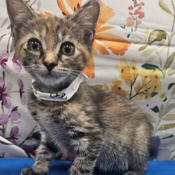 Oatmeal Pie -  Domestic Short Hair Cat for Adoption in Donalsonville, Georgia - Oatmeal Pie | PetCurious