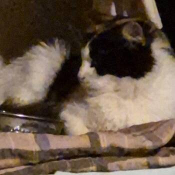 Cindy Brady -  Calico Cat for Adoption in Biloxi, Mississippi - Cindy Brady | PetCurious