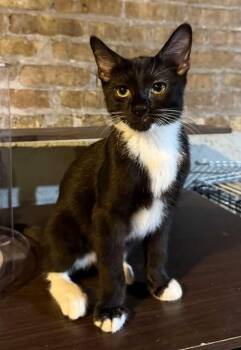 Rescue Domestic Short Hair Cats for Adoption in Whiting, Indiana - Tac | PetCurious