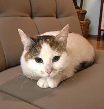 Domestic Medium Hair Cats Available for Adoption - Snickerdoodle  | PetCurious