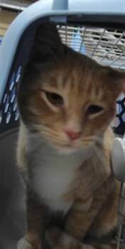 ACHILLES -  Domestic Short Hair Cat for Adoption in Albuquerque, New Mexico - ACHILLES | PetCurious