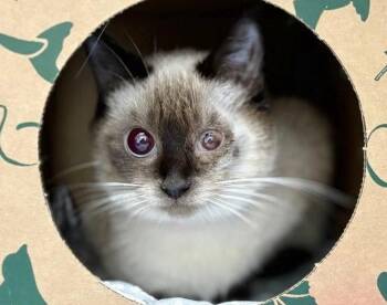 Siamese Cats Available for Adoption in Brentwood, Missouri - HALEY | PetCurious