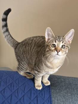 Ian -  Domestic Short Hair Cat for Adoption in Murfreesboro, Tennessee - Ian | PetCurious